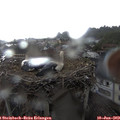 17_35-nest.jpg