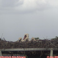 17_40-mast.jpg