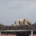 17_45-mast.jpg