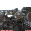 17_45-nest.jpg