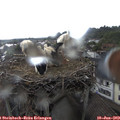 17_50-nest.jpg