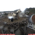 17_55-nest.jpg