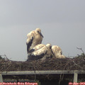 18_00-mast.jpg