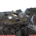18_00-nest.jpg