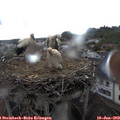 18_05-nest.jpg