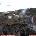 18_10-nest.jpg