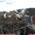 18_15-nest.jpg