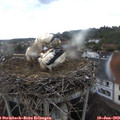18_20-nest.jpg