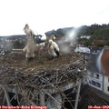 18_25-nest.jpg