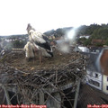 18_30-nest.jpg