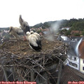 18_35-nest.jpg