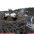18_40-nest.jpg