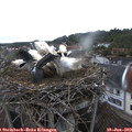 18_45-nest.jpg