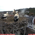 18_50-nest.jpg