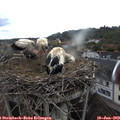 18_55-nest.jpg
