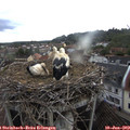 19_00-nest.jpg