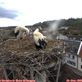 19_05-nest.jpg