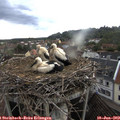 19_10-nest.jpg