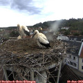 19_15-nest.jpg