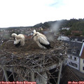 19_20-nest.jpg