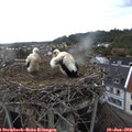 19_25-nest.jpg