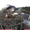19_30-nest.jpg