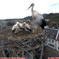 19_35-nest.jpg
