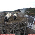 19_40-nest.jpg