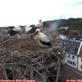 19_45-nest.jpg