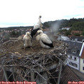19_50-nest.jpg