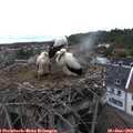 19_55-nest.jpg