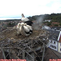 20_00-nest.jpg