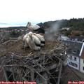 20_05-nest.jpg