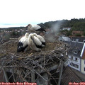 20_10-nest.jpg