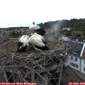 20_15-nest.jpg