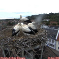20_20-nest.jpg