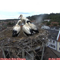 20_25-nest.jpg