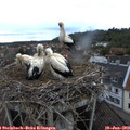 20_30-nest.jpg