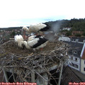20_35-nest.jpg