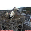 20_40-nest.jpg