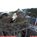 20_45-nest.jpg