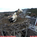 20_50-nest.jpg
