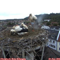 20_55-nest.jpg