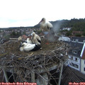21_00-nest.jpg