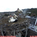 21_05-nest.jpg