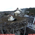 21_10-nest.jpg