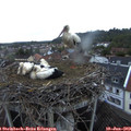21_15-nest.jpg