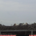 21_20-mast.jpg
