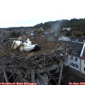 21_20-nest.jpg