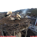 05_20-nest.jpg